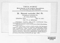 Stereum versicolor image